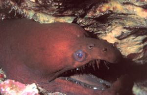 "Teeth" Viper Moray Eel taken off the Big Island of Hawai... by John H. Fields 